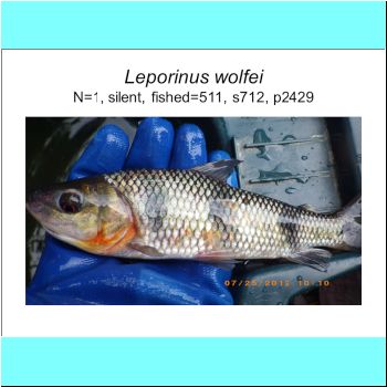 Leporinus wolfei.png